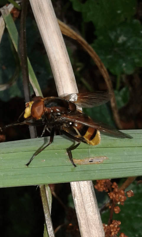 Syrphidae : comportamento di Volucella zonaria